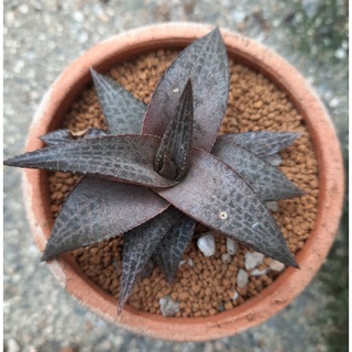 Haworthia tessellata ( ม้าตาข่าย )