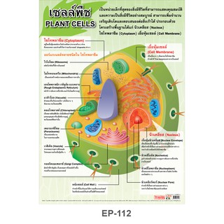 โปสเตอร์ เซลส์พืช #EP-112 โปสเตอร์พลาสติก PP โปสเตอร์สื่อการเรียนการสอน สื่อการเรียนรู้