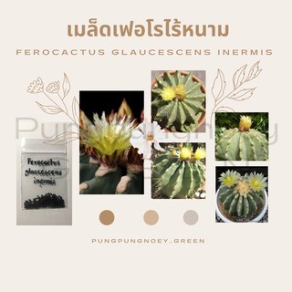 เมล็ดกระบองเพชร เมล็ดแคคตัส เมล็ด Ferocactus glaucescens inermis (เฟอโรไร้หนาม) 20 เมล็ด