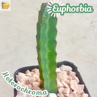 [ยูโฟเบียเฮเทอโรโครมา] Euphorbia Heterochroma ส่งพร้อมกระถาง แคคตัส ไม้หนาม สายหนาม Cactus Succulent พืชอวบน้ำ ไม้อวบน้ำ