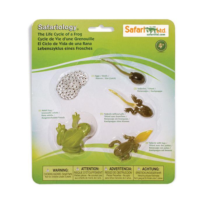Safari Ltd. : SFR269129 โมเดลวงจรชีวิตกบ Life Cycle of a Frog