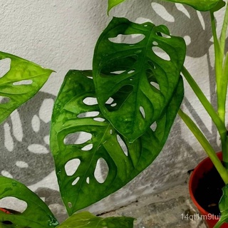 monstera adansonii.....通心菜/seeds/玫瑰/向日葵/裙子/香菜/头饰/母婴/木瓜/上衣/ VMQR