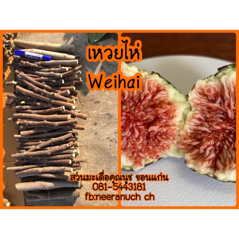 กิ่งสดมะเดื่อฝรั่งเหวยไห่ 5กิ่ง/5pcs. of wei hai fig cuttings