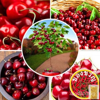 Ready Stock 50Pcs Cherry Seedsเมล็ดอินทรีย์เมล็ดผลไม้Bonsai Tree High Seed In The Gardening-Seมะละกอ/ดอกไม้/ผักกาดหอม/ดอ