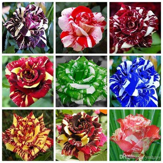 30 เมล็ด เมล็ดพันธุ์ กุหลาบ Dragon Rose Seeds สี ขาว-เขียว ดอกใหญ่ นำเข้าจากต่างประเทศ พร้อมคู่มือ เมล็ดสด ใหม่