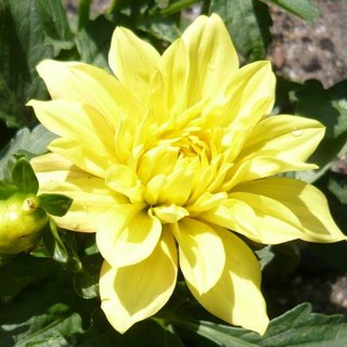 รักเร่ Dahlia สายพันธุ์ Gallery Cezanne นำเข้าจากเนเธอร์แลน หัวสดใหม่ 1 หัว/ออเดอร์