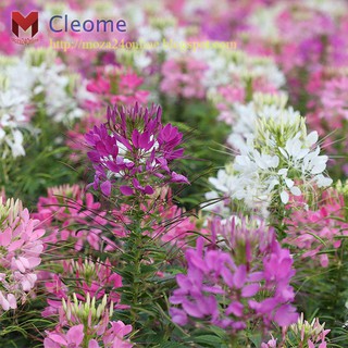 คลีโอมี Cleome เสี้ยนฝรั่ง (200เมล็ด)