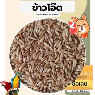 พร้อมส่ง!! ราคาถูกที่สุด ข้าวโอ๊ต( oat ) อาหารนก เกรดสวย