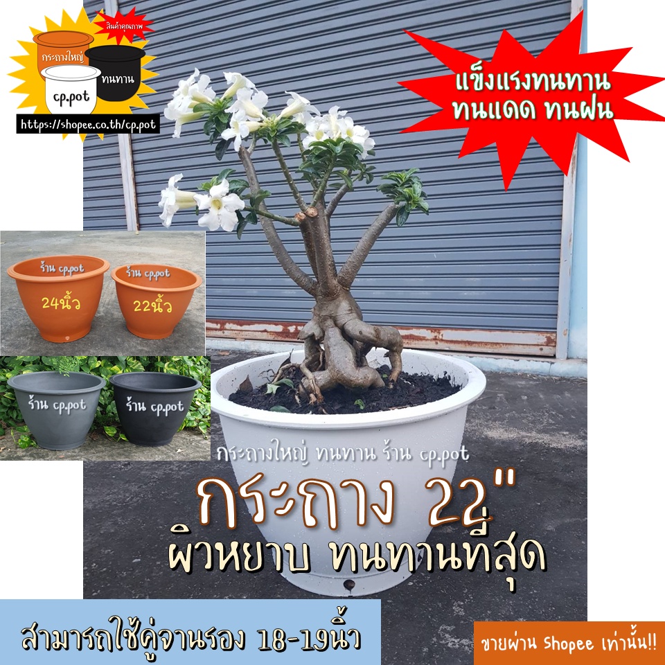 กระถางพลาสติก22นิ้ว ⚪⚫🟠 ขาว/ดำ/อิฐ ‼️รุ่นหนาที่สุด‼️ทุ่มโยนไม่แตก #กระถางใหญ่ #กระถางบัว #กระถางกุหลาบ #cp.pot
