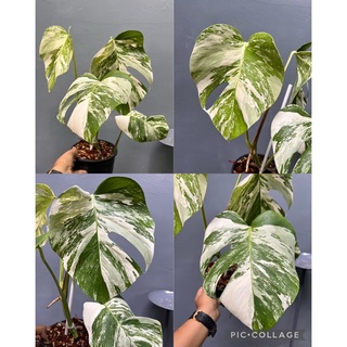 คัดลายสวย Monstera Albo Holland🤍💚🪴