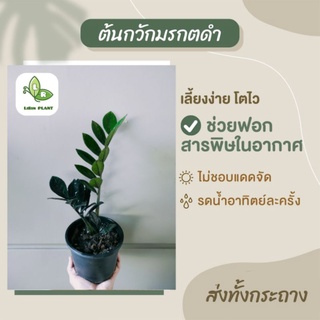 ต้นกวักมรกตดำ Zamioculcas Zamiifolia ส่งทั้งกระถางขนาด6"นิ้ว ต้นไม้ฟอกอากาศ/ต้นไม้มงคล