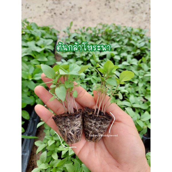 ต้นกล้าโหระพา>>(ราคาต้นละ=9บาท)*พร้อมส่งไม่พรีออเดอร์!!
