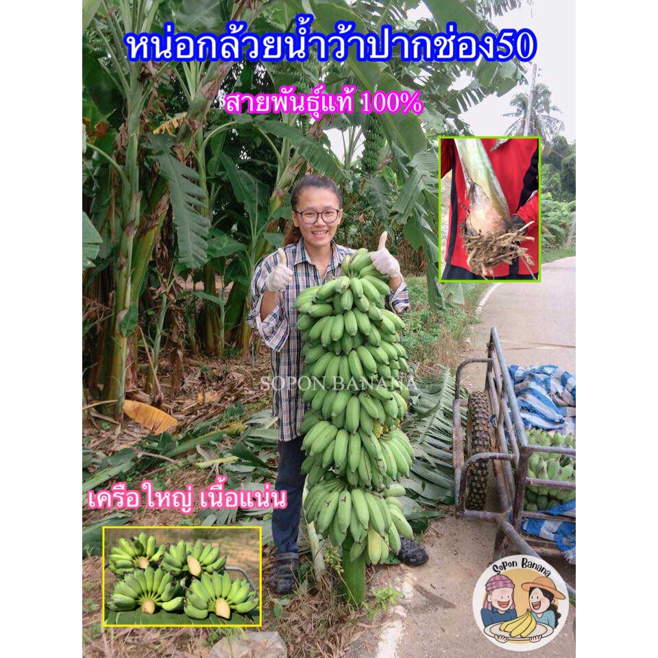 หน่อกล้วยน้ำว้าปากช่อง50 ต้นกล้วย น้ำว้าปากช่อง 50 แท้ ลำต้นสูง ให้ผลผลิตสูง เครือใหญ่ น้ำหนักเครือมากกว่า 30 กิโลกรัม