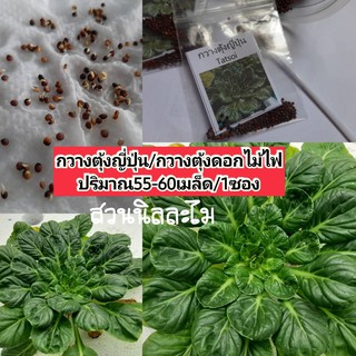 เมล็ดกวางตุ้งญี่ปุ่น(Tatsoi) มีบริการเก็บเงินปลายทาง