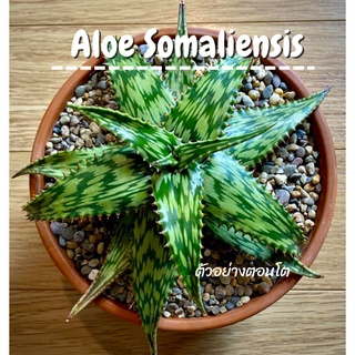 Aloe somaliensisอะโลโซมาลิเอนซิส #Aloespcies #ไม้เพาะเมล็ดในไทย #Aloesomaliensis