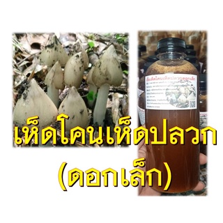 เชื้อเห็ดโคน เห็ดปลวก (ดอกเล็ก) บรรจุ 1 ขวด ขนาด 500 ML.