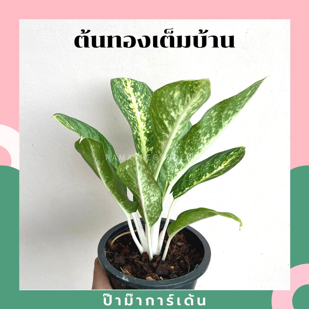 มุมมอง 2