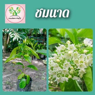 ต้นชมนาด ไม้ไทยดอกหอม เป็นไม้เลื้อย เหมาะกับการทำซุ้มต้นไม้ …