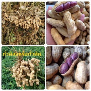 เมล็ดพันธุ์ถั่วลิสงหรือถั่วดิน บรรจุ100เมล็ด