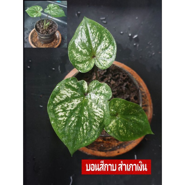 💗"บอนสีกาบ สำเภาเงิน💗 ไม้กาบกัดสีขาวมีแข้ง  ดินภูเขาไฟบุรีรัมย์" บอนสีราชินีแห่งไม้ใบ ส่งพร้อมกระถาง
