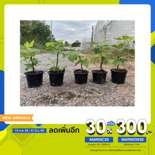 ต้นมะเดื่อฝรั่งบราวน์ตุรกีรุ่นกระถาง6”/brown turkey fig tree 6”potted