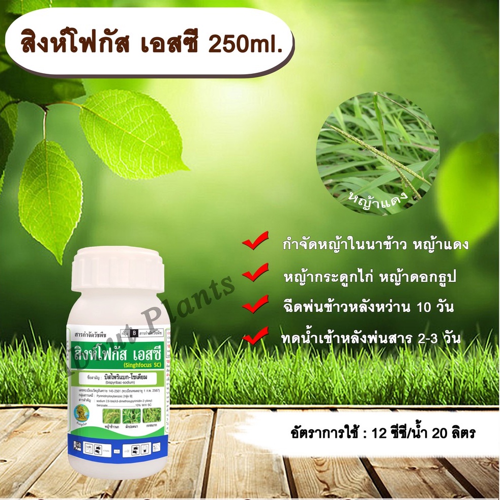 สิงห์โฟกัส เอสซี  250ml.บิสไพริแบกโซเดียม สารกำจัดวัชพืช หญ้า ในนาข้าว หญ้าแดง หญ้ากระดูกไก่ หญ้าดอก