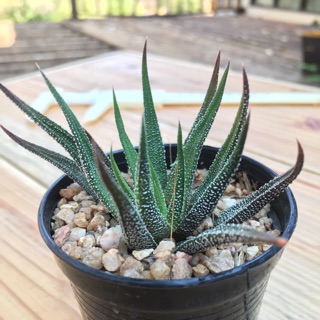 ฮาวอร์เทีย แอทเทนนูต้า Haworthia attenuata ม้าสีหมอก