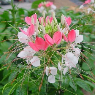 เมล็ดผีเสื้อเมาสีผสมสีม่วงสีชมพูเสาสูงดอกไม้ทะเลเมล็ดดอกไม้เมล็ดสี่ฤดูกาลง่ายสดสวนดอกไม้กระถาง【4สำหรับ15日发เสร็จสิ้น】