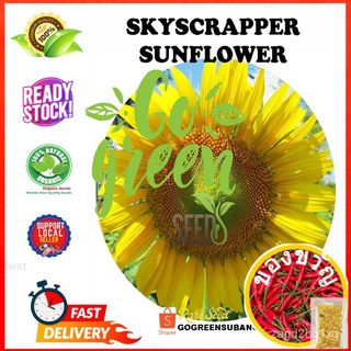 GO GREEN YELLOW SUNFLOWER SKYSCRAPPER SEEDS BENIH BUNGA MATAHARI KUNING JENIS TINGGIผักชี/บุรุษ/แอปเปิ้ล/เด็ก/ขึ้นฉ่าย/ผ