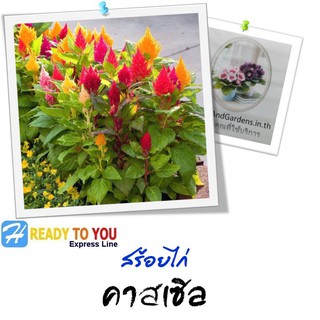 สร้อยไก่ (Celosia Plumosa) คาสเซิล  25 เมล็ด (จาก Takii &amp; Co. Ltd.)