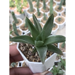 ฮาโวเทียด่าง Haworthia ไม้อวบน้ำ กระบองเพชร แคคตัส