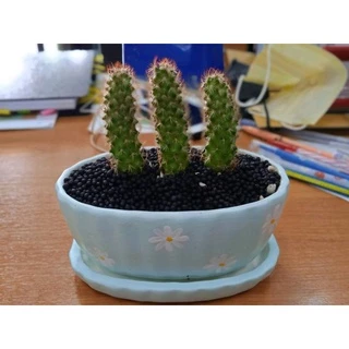 กระถางปลูก เซรามิกดินเผา 4.5 - 4.7 นิ้ว พร้อมจานรอง ทรงเปล สุดน่ารัก (สินค้าพร้อมส่งผลิตในไทย)