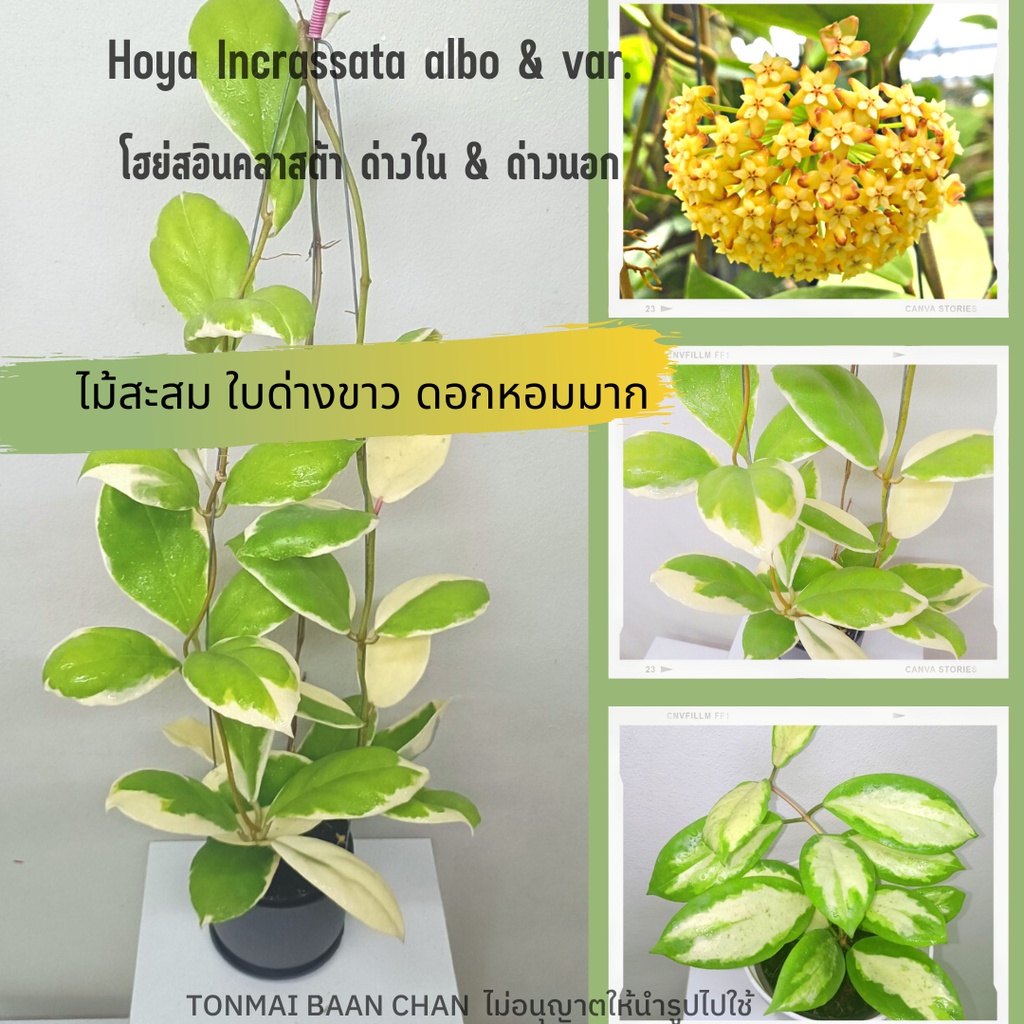 HOYA INCRASSATA Var & Albo  โฮย่าอินคลาสต้า ใบด่าง ต้นไม้ดอกหอม ไม้สะสม