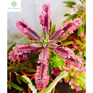 ต้นเศรษฐีพันล้าน คาลันโซ พิงค์ บัตเตอร์ฟาย Kalanchoe pink butterfly ไม้มงคลสายหวาน ไม้หายาก ไม้สะสม ส่งพร้อมกระถาง2นิ้ว