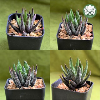 Haworthia Fasciata 🌵🍀ฮาโวเทียม้าลาย ม้าจุด ม้าทราย ส่งทั้งกระถาง