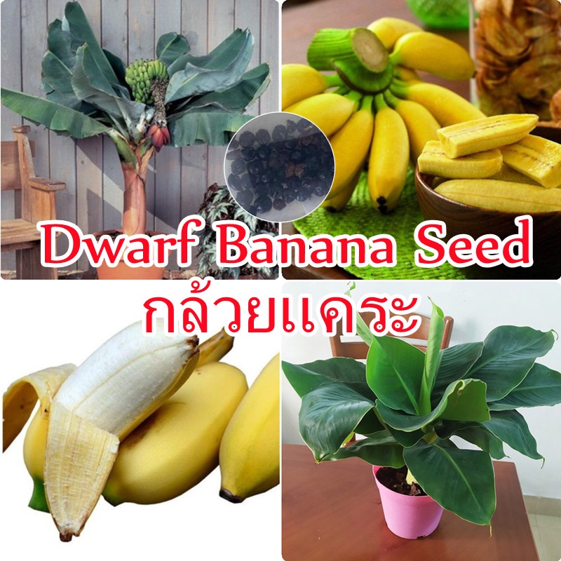ต้นกล้วยแคระ Dwarf Banana Seeds（50pcs/bag) ต้นไม้ประดับ แต่งบ้านและสวน Plants ต้นบอนไซ ต้นบอนไซ ต้นผลไม้ Fruit Seeds