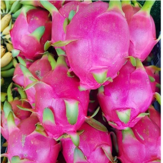 TOP-1แก้วมังกร นำเข้าจากเวียดนามแท้ DRAGON FRUIT (4ลูก) (นำเข้า Vietnam) ~ลดพิเศษ~ สดใหม่ แคลอรี่ต่ำ แก้วมังกรสีขาว