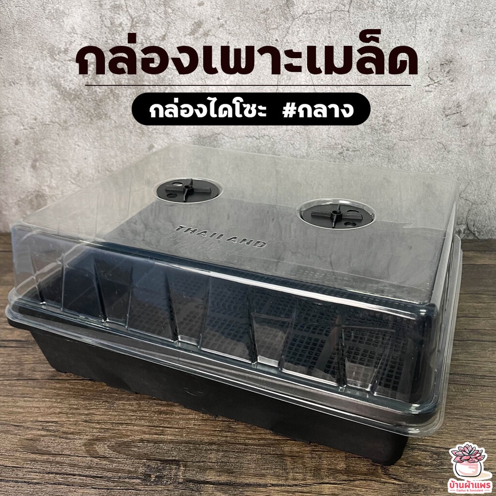 กล่องไดโซะ #กลาง กล่องเพาะเมล็ด แคคตัส กระบองเพชร cactus&succulent