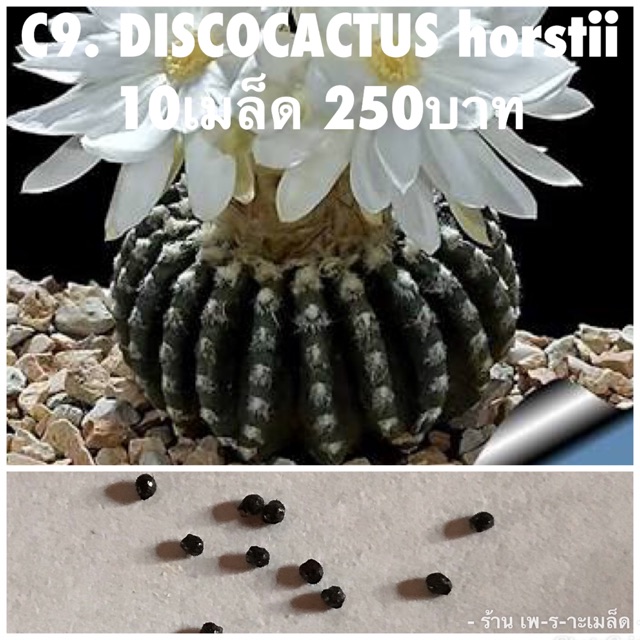 c9. DISCOCACTUS horstii 10เมล็ด 250บาท