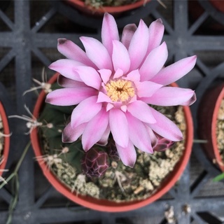 (cuihg)กระบองเพชร แคคตัส cacuts Gymnocalycium anisitsii (K.Schum.)Britt .et Rose ยิมโนคาไลเซี่ยม แอนนิสสิบริตตันแอนด์โรส