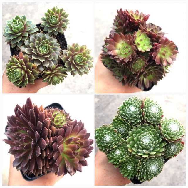 Sempervivum