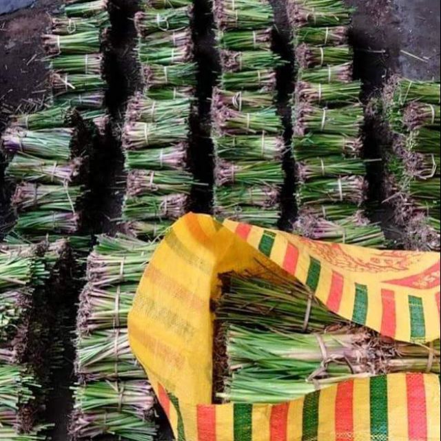 ขายหญ้าแฝก ราคาส่ง 1,000-5,000 ต้น หญ้าแฝกตัดส่งใหม่ๆ รับประกันหญ้าแฝก