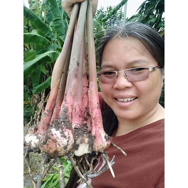 ข่าตาแดง​ ขายหน่อพันธุ์ชุด2กิโลกรัม100บาท(สำหรับ​ปลูก)​