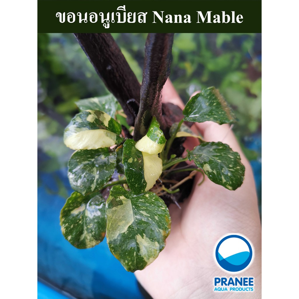 ขอนไม้อนูเบียส Nana Mable ต้นไม้น้ำ