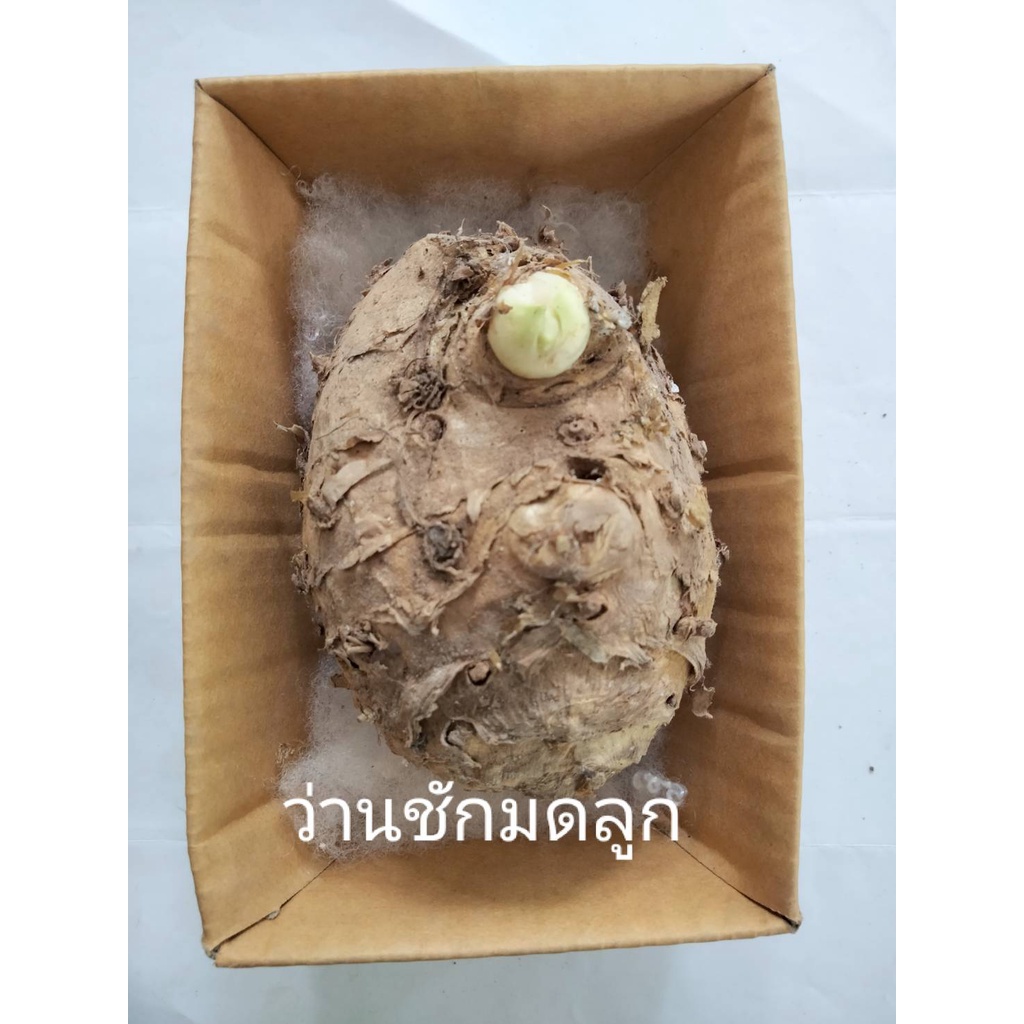 ว่านชักมดลูก 1หัวตัวเมีย,ผู้.ให้เลือก หัวว่านชักมดลูก สมุนไพร
