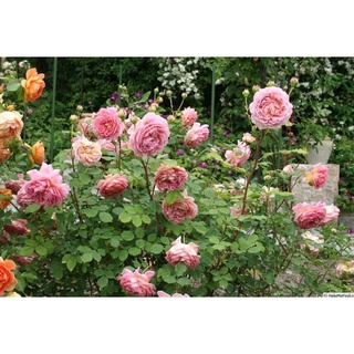 30 เมล็ด กุหลาบ พันธุ์ Jubilee Celebration Rose Seeds ดอกใหญ่ นำเข้าพร้อมคู่มือ