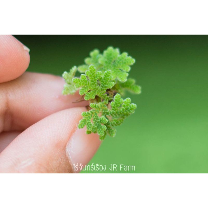 แหนแดง Azolla Microphylla
