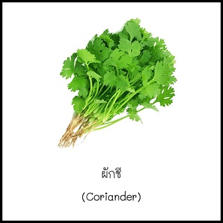 เมล็ดผักชี (Coriander) 100 เมล็ด [10 แถม 1 คละได้]