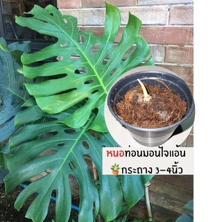 ☘️หน่อท่อนพันธุ์​มอนสเตอร่าไจแอ้นท์ ขายทั้งกระถาง ขนาดกระถาง3-4นิ้ว หัวใหญ่ๆ พร้อมปลูก ดูแลต่อได้เลย🪴