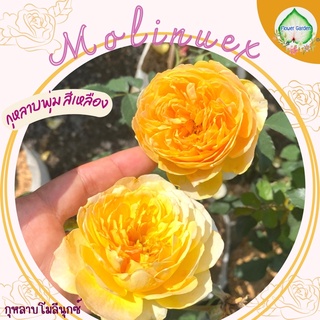 Flower Garden F508 กุหลาบ MOLINEUX  (โมลีนุกซ์)กุหลาบอังกฤษ มีกลิ่นหอม ถุงใหญ่พร้อมส่ง ติดดอก